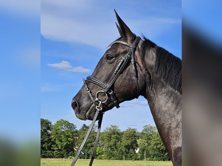 Cheval de sport allemand Jument 12 Ans 167 cm Noir in Zeulenroda-Triebes