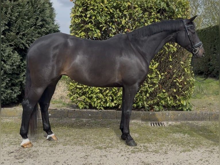 Cheval de sport allemand Jument 12 Ans 168 cm Bai brun in Oud Gastel