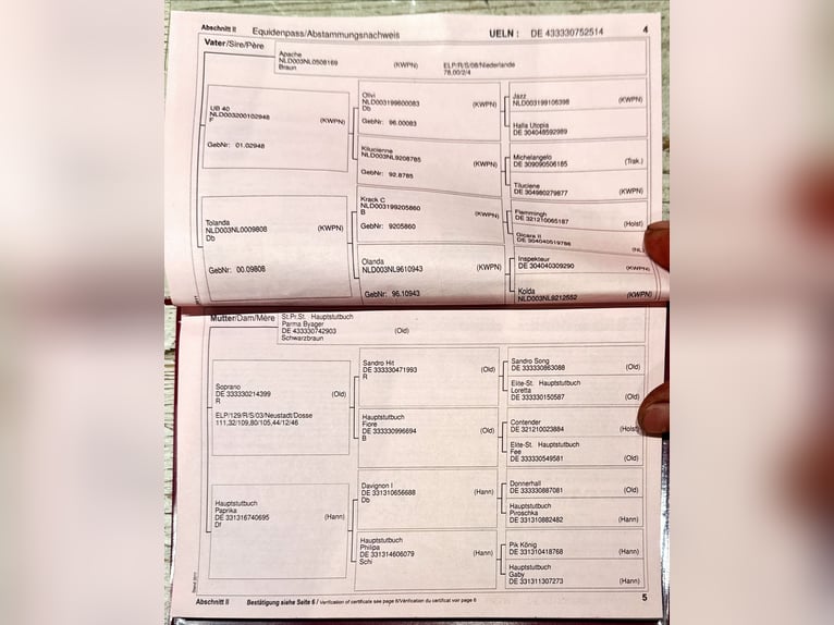 Cheval de sport allemand Jument 12 Ans 168 cm Bai brun foncé in Oud Gastel