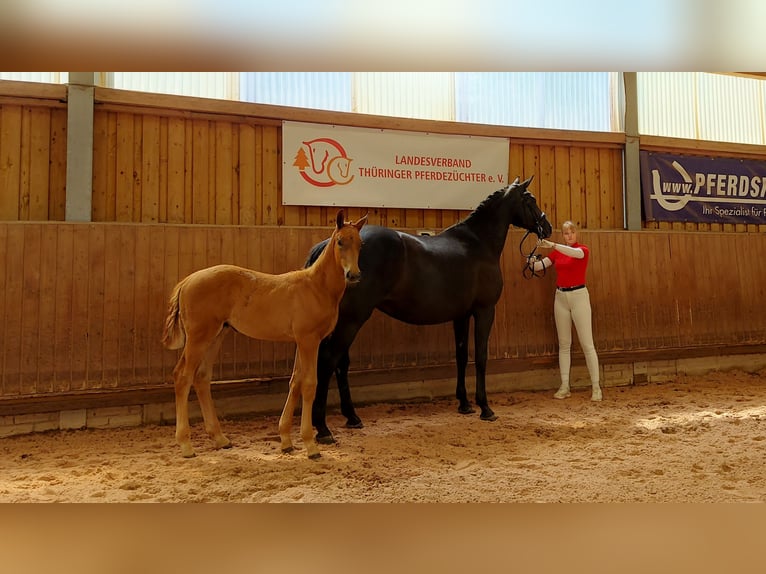 Cheval de sport allemand Jument 12 Ans 168 cm Bai brun foncé in Ilmenau