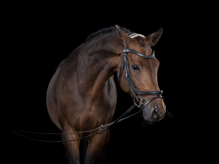 Cheval de sport allemand Jument 12 Ans 168 cm Bai in Ahrensbök