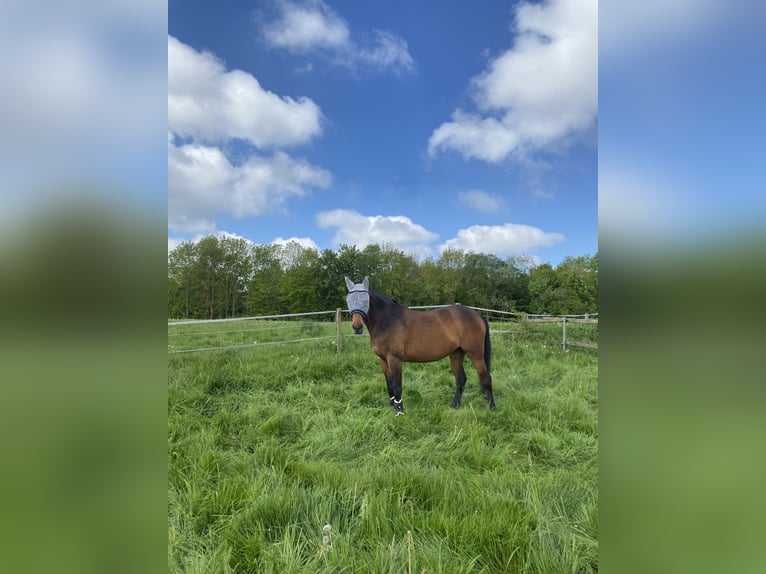 Cheval de sport allemand Jument 12 Ans 168 cm Bai in Ahrensbök