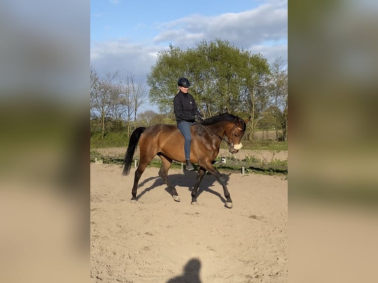 Cheval de sport allemand Jument 12 Ans 168 cm Bai in Ahrensbök