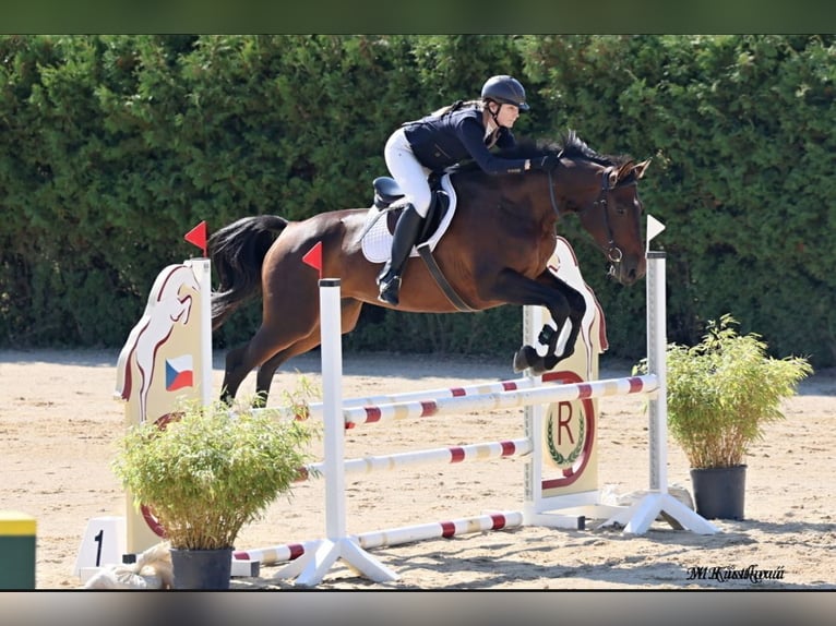 Cheval de sport allemand Jument 12 Ans 168 cm Bai in Kolinec