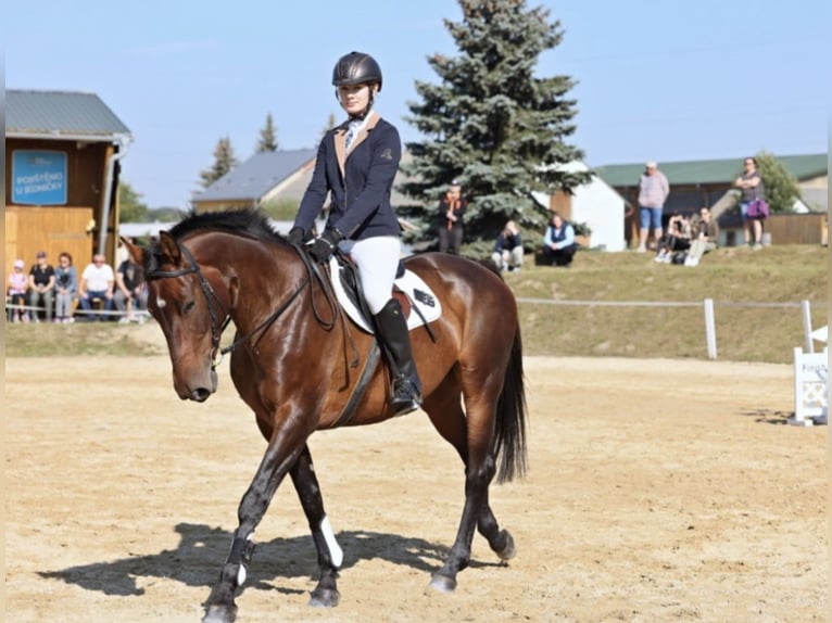 Cheval de sport allemand Jument 12 Ans 168 cm Bai in Kolinec