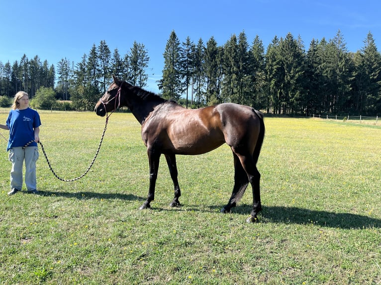 Cheval de sport allemand Jument 12 Ans 168 cm Bai in Kolinec
