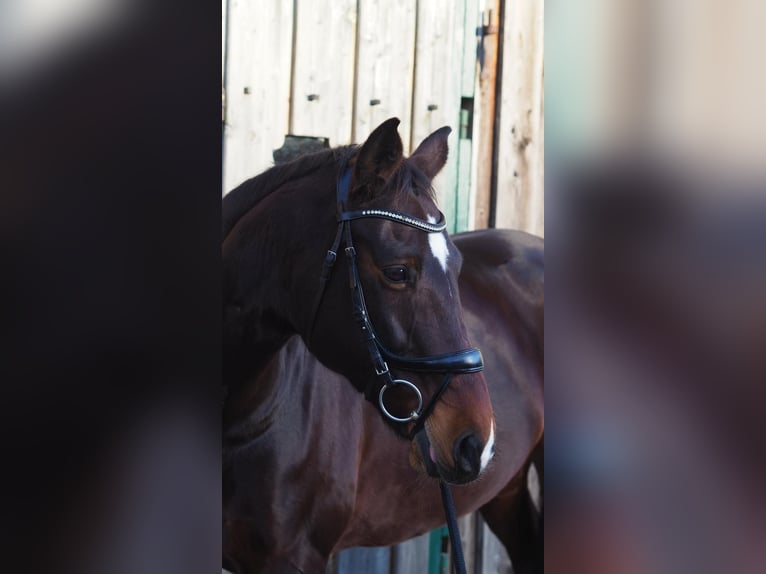 Cheval de sport allemand Jument 12 Ans 169 cm Bai brun in Scharnstein