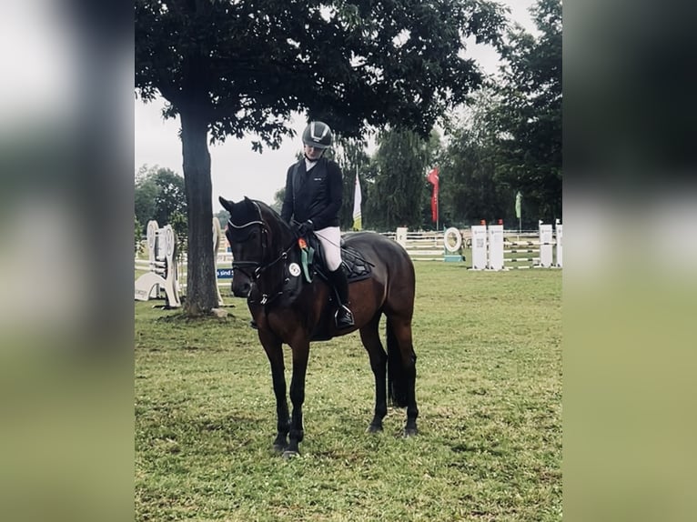 Cheval de sport allemand Jument 12 Ans 169 cm Bai in Langlingen