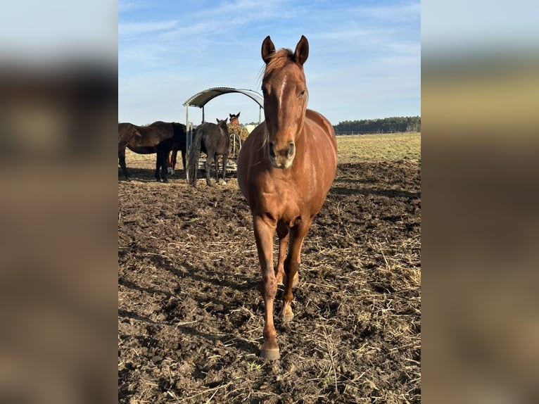 Cheval de sport allemand Jument 12 Ans 170 cm Alezan brûlé in Gräben