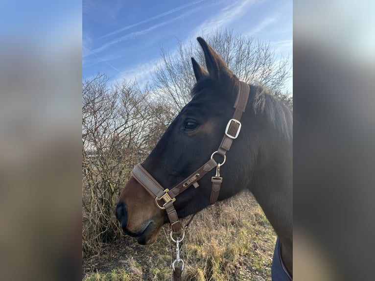 Cheval de sport allemand Jument 12 Ans 170 cm Bai brun in Hanau
