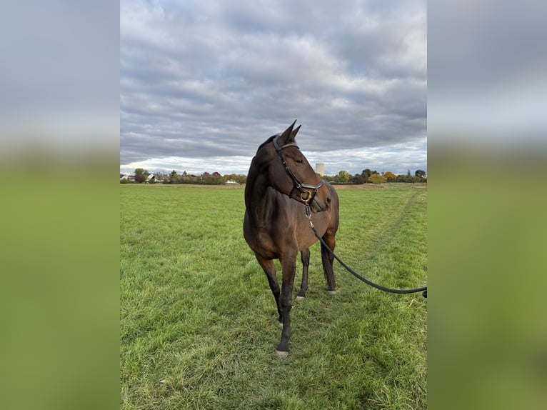 Cheval de sport allemand Jument 12 Ans 170 cm Bai brun in Hanau