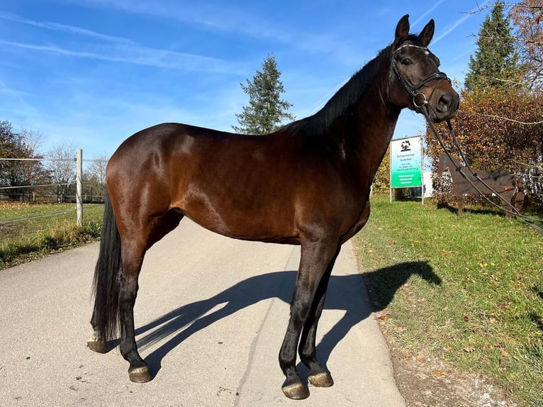Cheval de sport allemand Jument 12 Ans 170 cm Bai in Bühlerzell