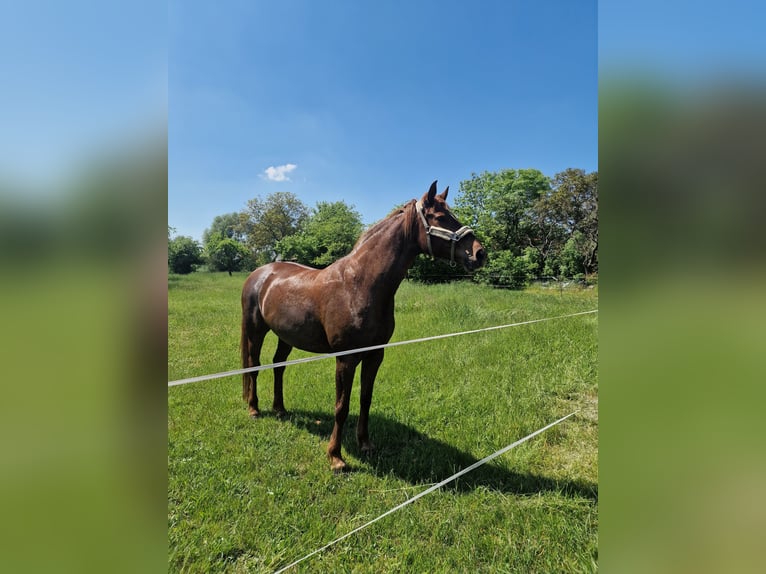 Cheval de sport allemand Jument 12 Ans 172 cm Alezan brûlé in Loburg