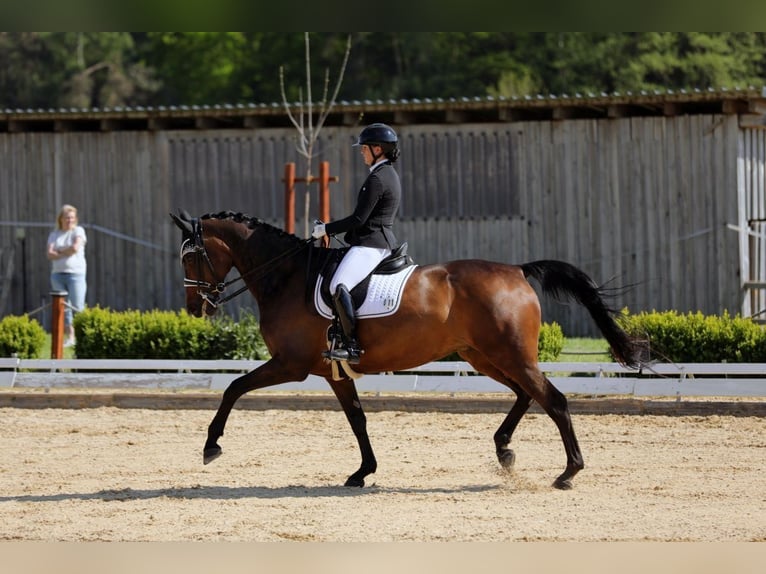 Cheval de sport allemand Jument 12 Ans 172 cm Bai brun in Lehrberg