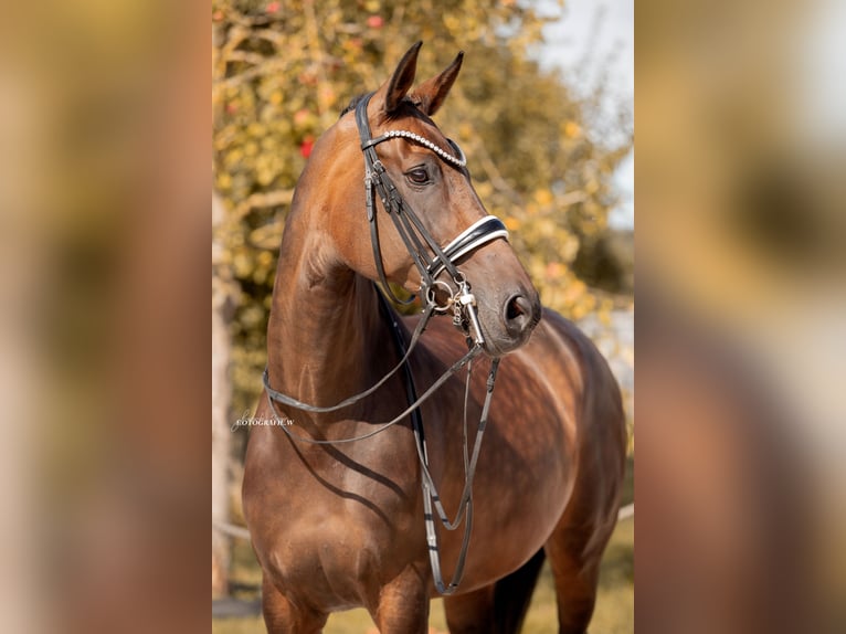 Cheval de sport allemand Jument 12 Ans 172 cm Bai brun in Lehrberg