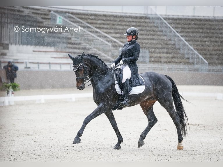 Cheval de sport allemand Jument 12 Ans 172 cm Bai cerise in Budapest