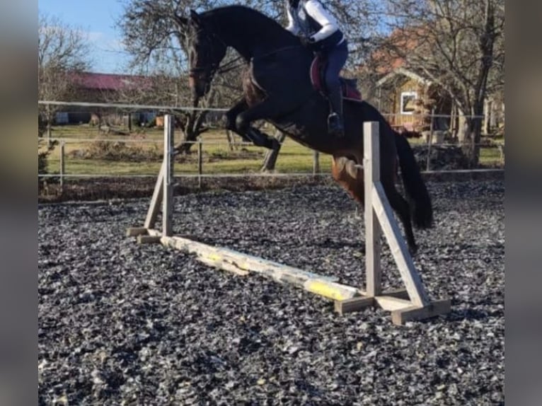 Cheval de sport allemand Jument 12 Ans 173 cm Bai brun in Steinheim am Albuch