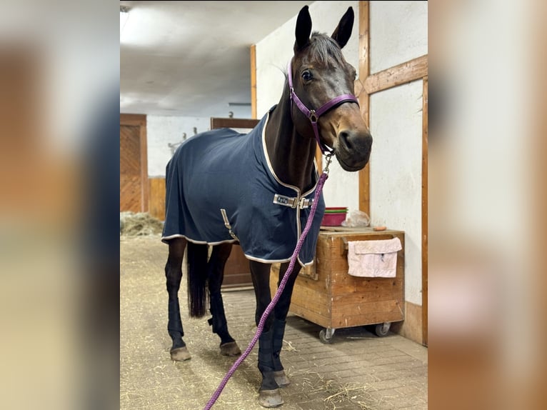Cheval de sport allemand Jument 12 Ans 173 cm Bai in Leipzig