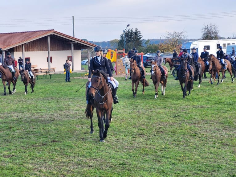 Cheval de sport allemand Jument 12 Ans 173 cm Bai in Kalbe
