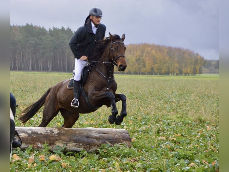 Cheval de sport allemand Jument 12 Ans 173 cm Bai in Kalbe
