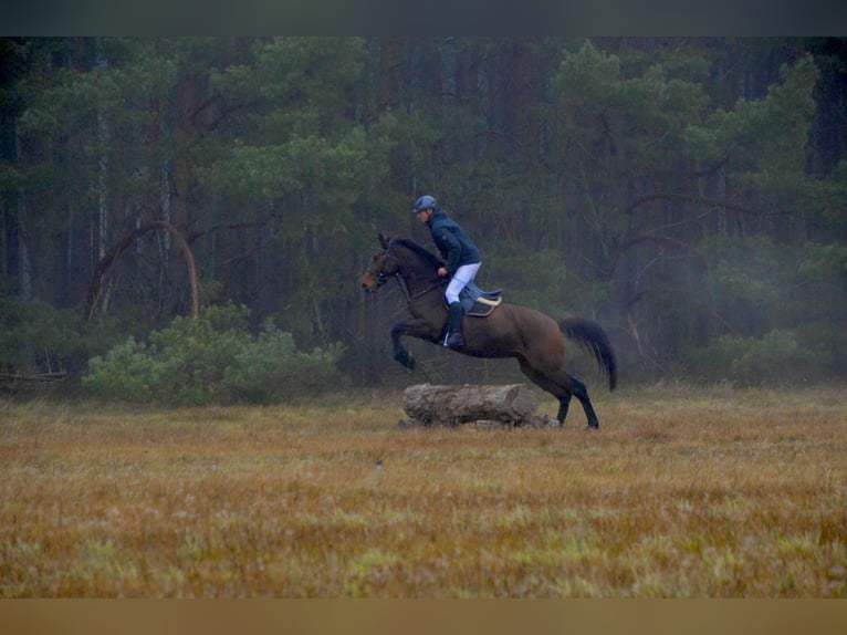 Cheval de sport allemand Jument 12 Ans 173 cm Bai in Kalbe