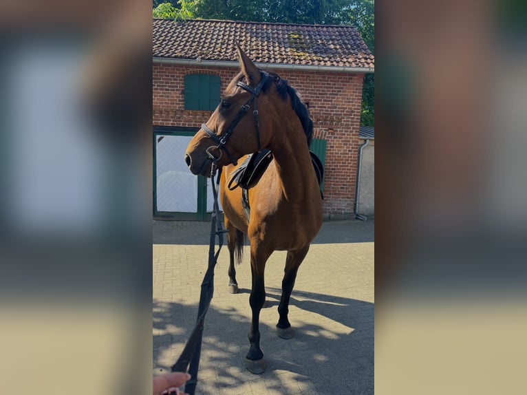 Cheval de sport allemand Jument 12 Ans 173 cm Bai in Kalbe