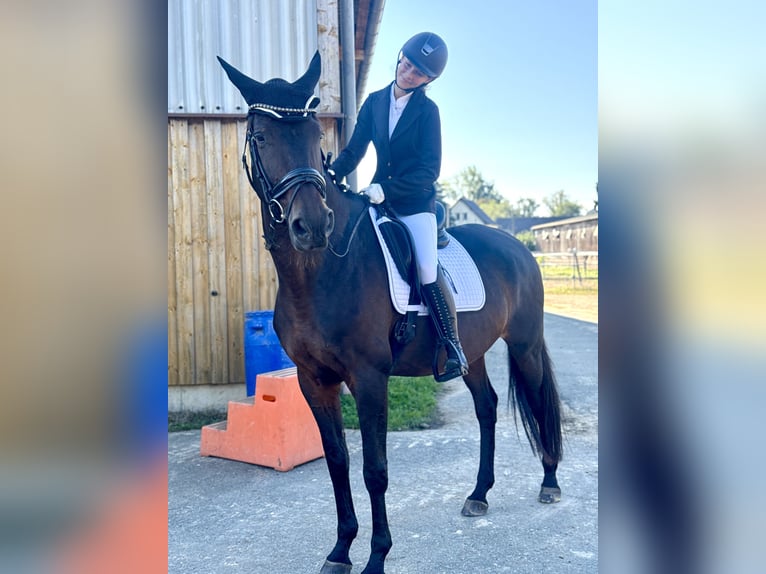 Cheval de sport allemand Jument 12 Ans 173 cm Bai in Leipzig