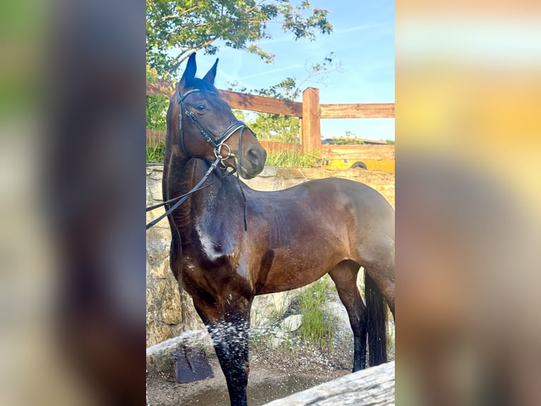 Cheval de sport allemand Jument 12 Ans 173 cm Bai in Leipzig