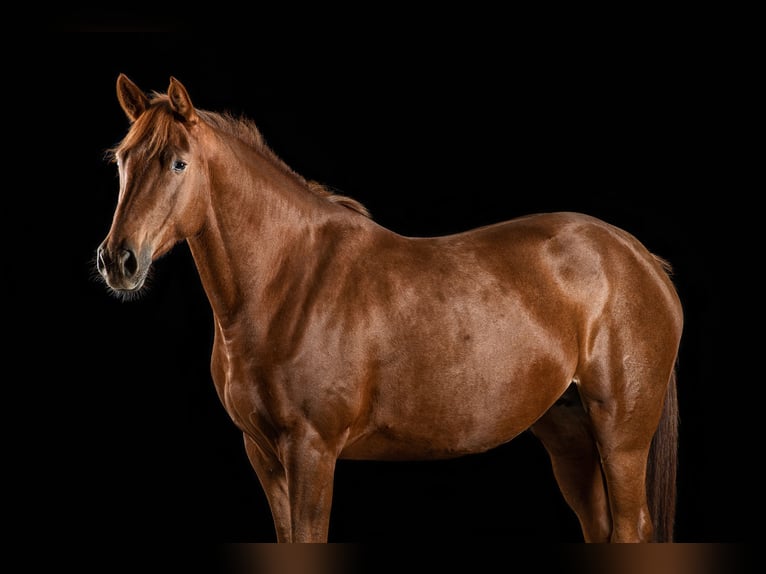 Cheval de sport allemand Jument 12 Ans 175 cm Alezan in Perleberg