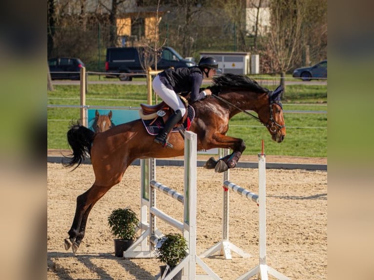 Cheval de sport allemand Jument 12 Ans 175 cm Bai in L&#xF6;bnitz