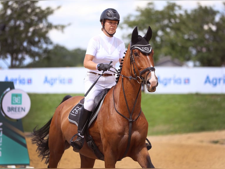 Cheval de sport allemand Jument 13 Ans 165 cm Bai cerise in EAST SUSSEX