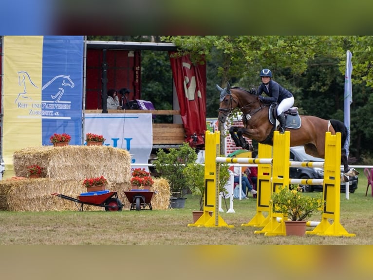 Cheval de sport allemand Jument 13 Ans 165 cm Bai in Oechlitz
