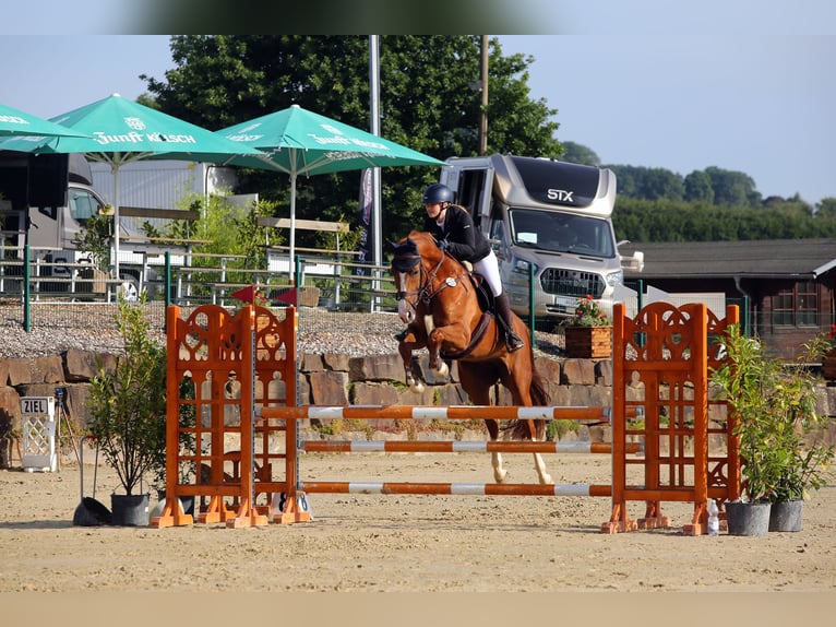 Cheval de sport allemand Jument 13 Ans 168 cm Alezan in Köln