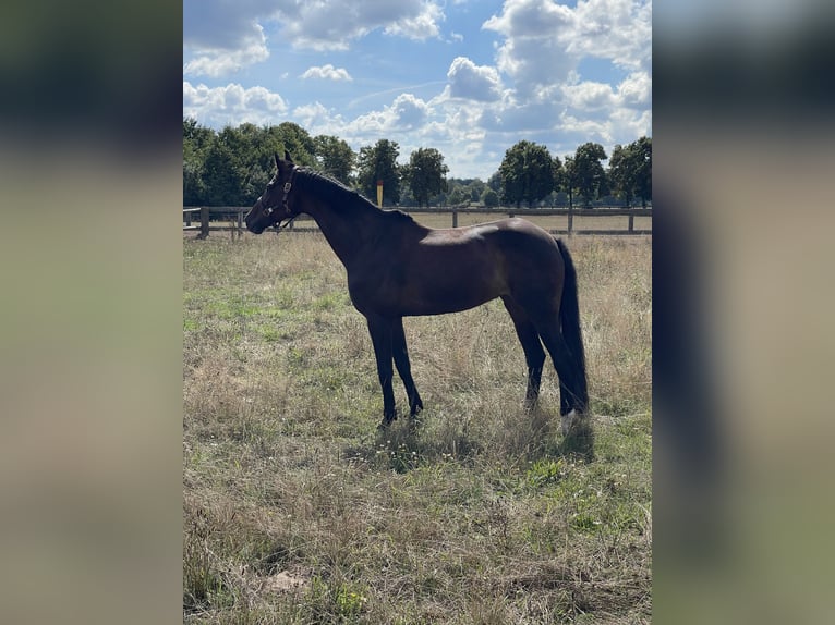 Cheval de sport allemand Jument 13 Ans 168 cm Bai brun in Menden