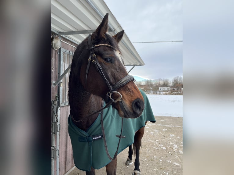 Cheval de sport allemand Jument 13 Ans 168 cm Bai in Meisdorf