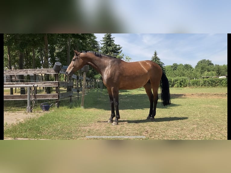 Cheval de sport allemand Jument 13 Ans 168 cm Bai in Meisdorf