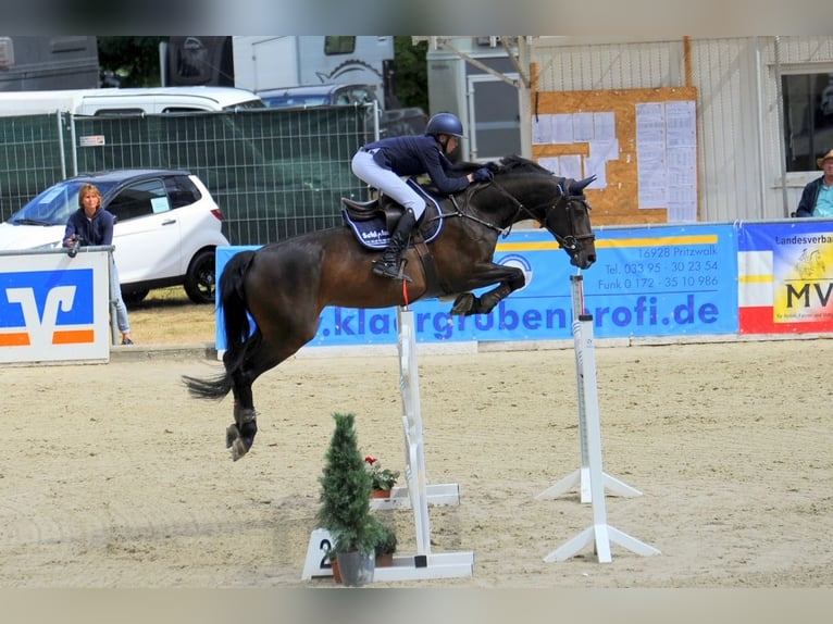 Cheval de sport allemand Jument 13 Ans 168 cm Bai in Rodenwalde