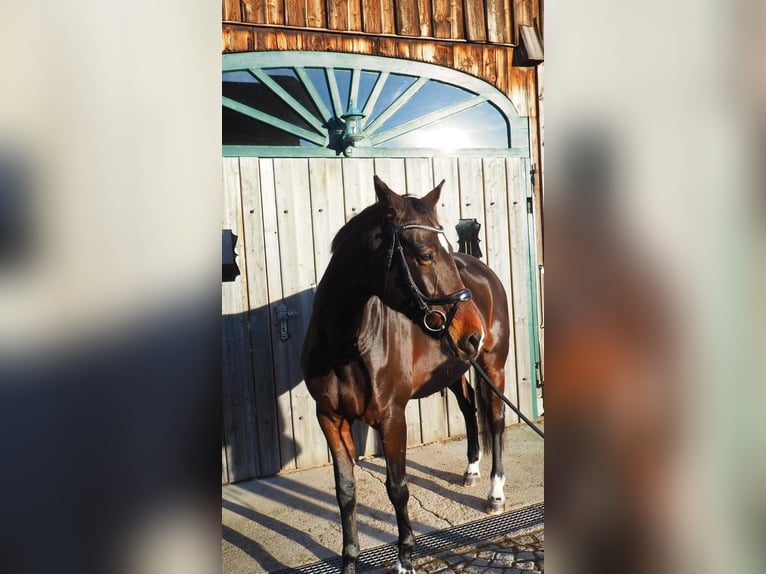 Cheval de sport allemand Jument 13 Ans 169 cm Bai brun in Scharnstein