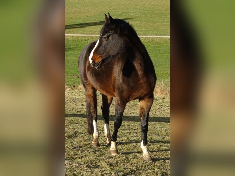 Cheval de sport allemand Jument 13 Ans 169 cm Bai brun foncé in Allershausen