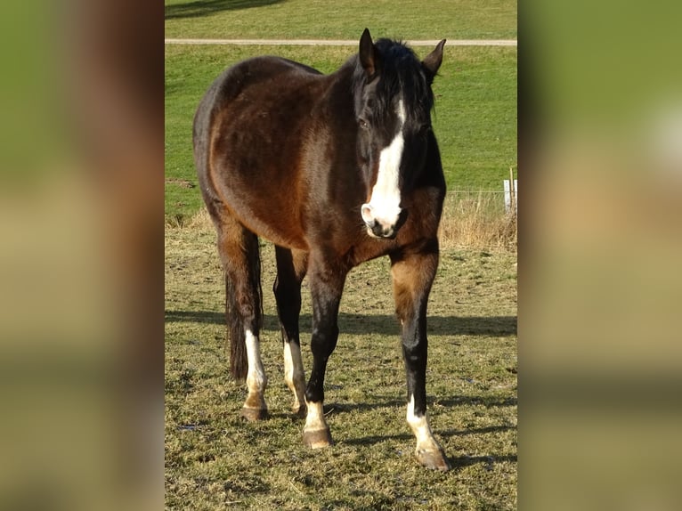 Cheval de sport allemand Jument 13 Ans 169 cm Bai brun foncé in Allershausen