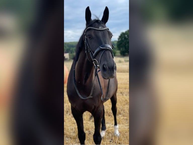 Cheval de sport allemand Jument 13 Ans 169 cm Noir in Laubach