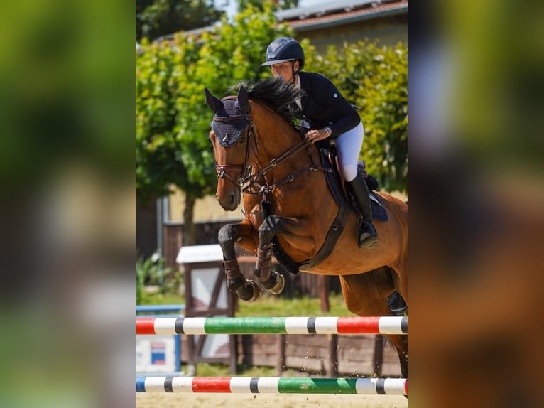 Cheval de sport allemand Jument 13 Ans 171 cm Bai in Z&#xFC;lpich