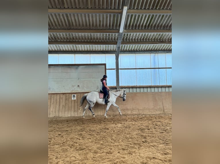 Cheval de sport allemand Jument 13 Ans 174 cm Gris in Buchholz (Westerwald)