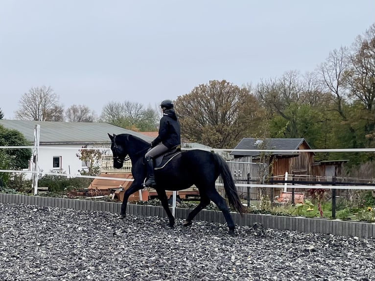 Cheval de sport allemand Jument 14 Ans 159 cm Bai brun foncé in Limbach-Oberfrohna