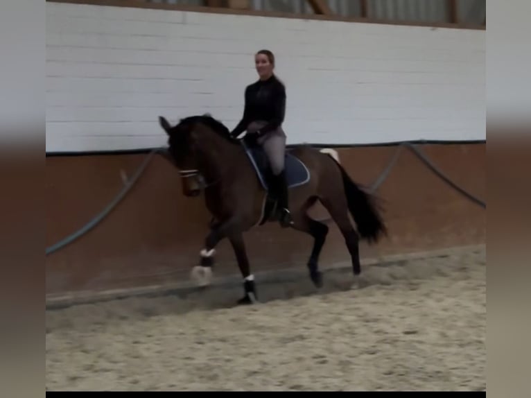 Cheval de sport allemand Jument 14 Ans 162 cm Bai in Voltlage