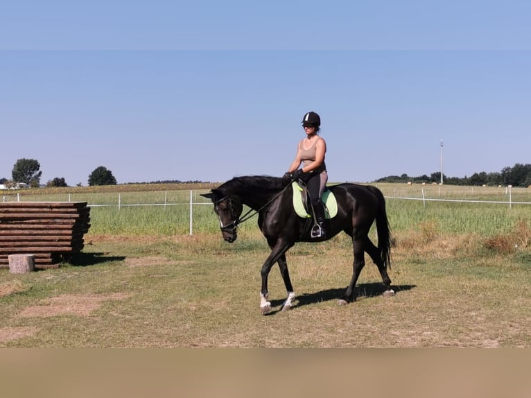 Cheval de sport allemand Jument 14 Ans 164 cm in Dürrröhrsdorf-Dittersbach