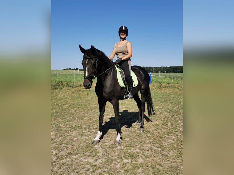 Cheval de sport allemand Jument 14 Ans 164 cm in Dürrröhrsdorf-Dittersbach