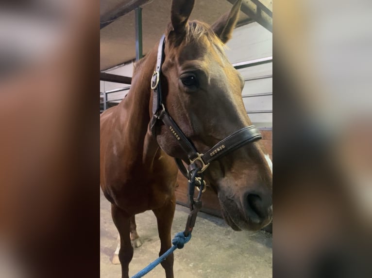 Cheval de sport allemand Jument 14 Ans 165 cm Alezan in Henstedt-Ulzburg