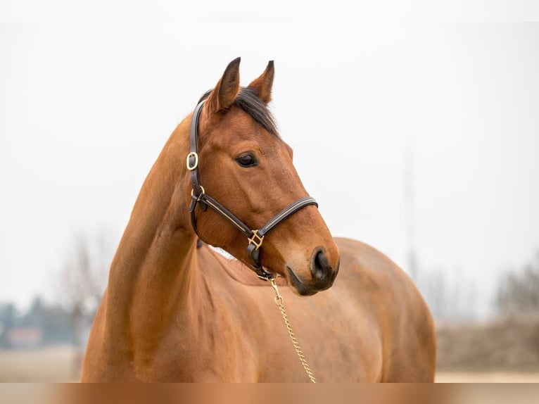 Cheval de sport allemand Jument 14 Ans 167 cm Bai in Sandersdorf