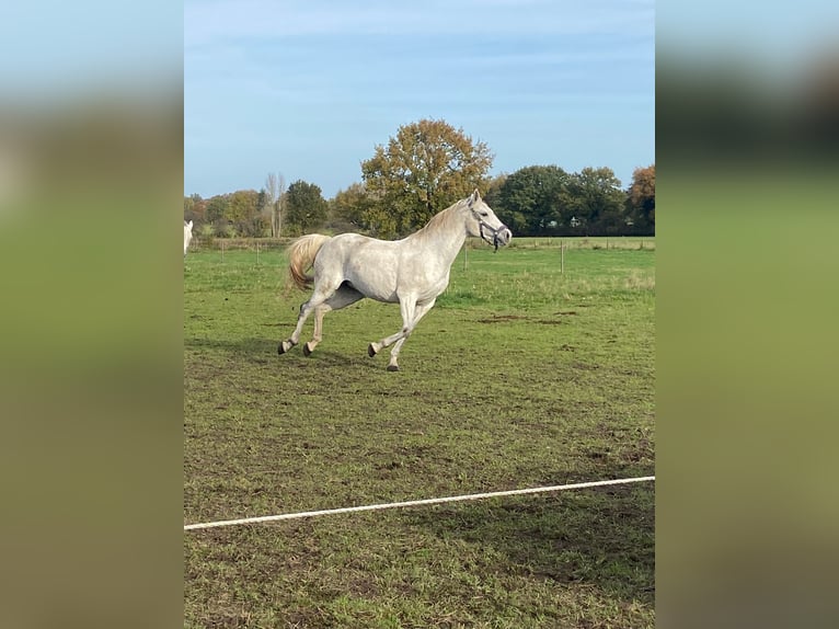 Cheval de sport allemand Jument 14 Ans 167 cm Rouan bleu in Langenhagen